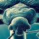 Illustration for article titled Why Bed Bugs Are Getting Harder to Kill